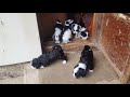 Tibetan terrier puppies!! DOB 21.12.2020. 😍 の動画、YouTube動画。