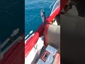 صيد جيغ سمكة البلميدا Jigging In Lebanon 