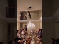 Cat Destroys Entire Family Dinner!