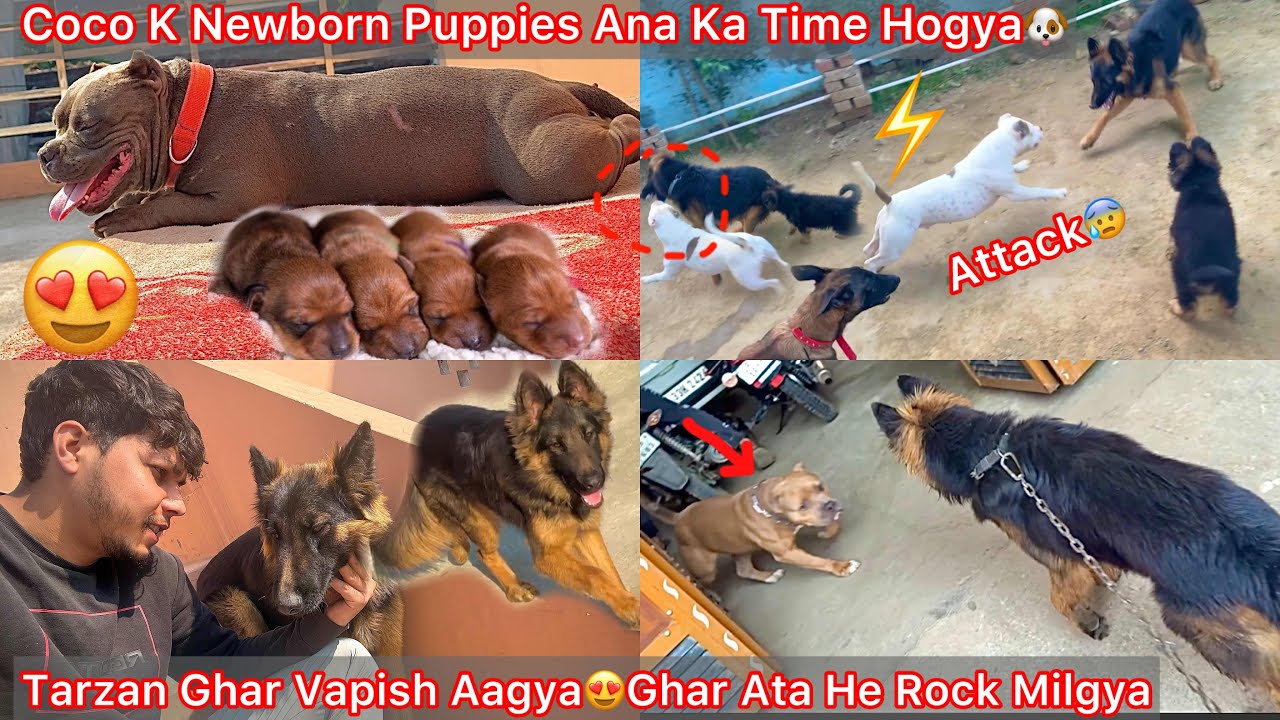 Tarzan Ko Ghar Vapish Le Aaye😍But Chota Simba K Sath Panga Hogya Ata He😰|| Coco K Newborn Puppies🐶?