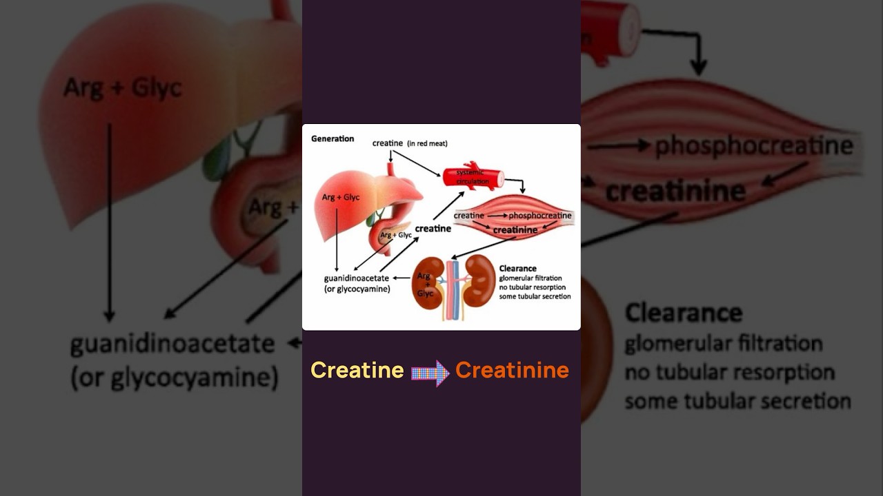 Your Creatinine Is High But Your Kidneys Are Fine