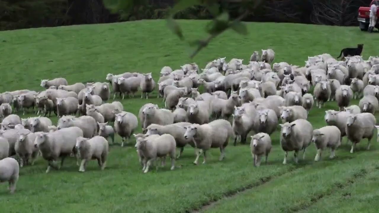 Ufugaji wa Kondoo: Mwongozo Kamili wa Mafanikio na Ustawi wa Kundi Lako