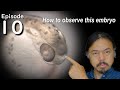 Goldfish EvoDevo Episode 10: How to observe the embryonic development