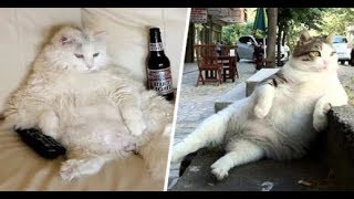 Funny Cats  Acting Like Humans -  Top Funny Cats Compilation
