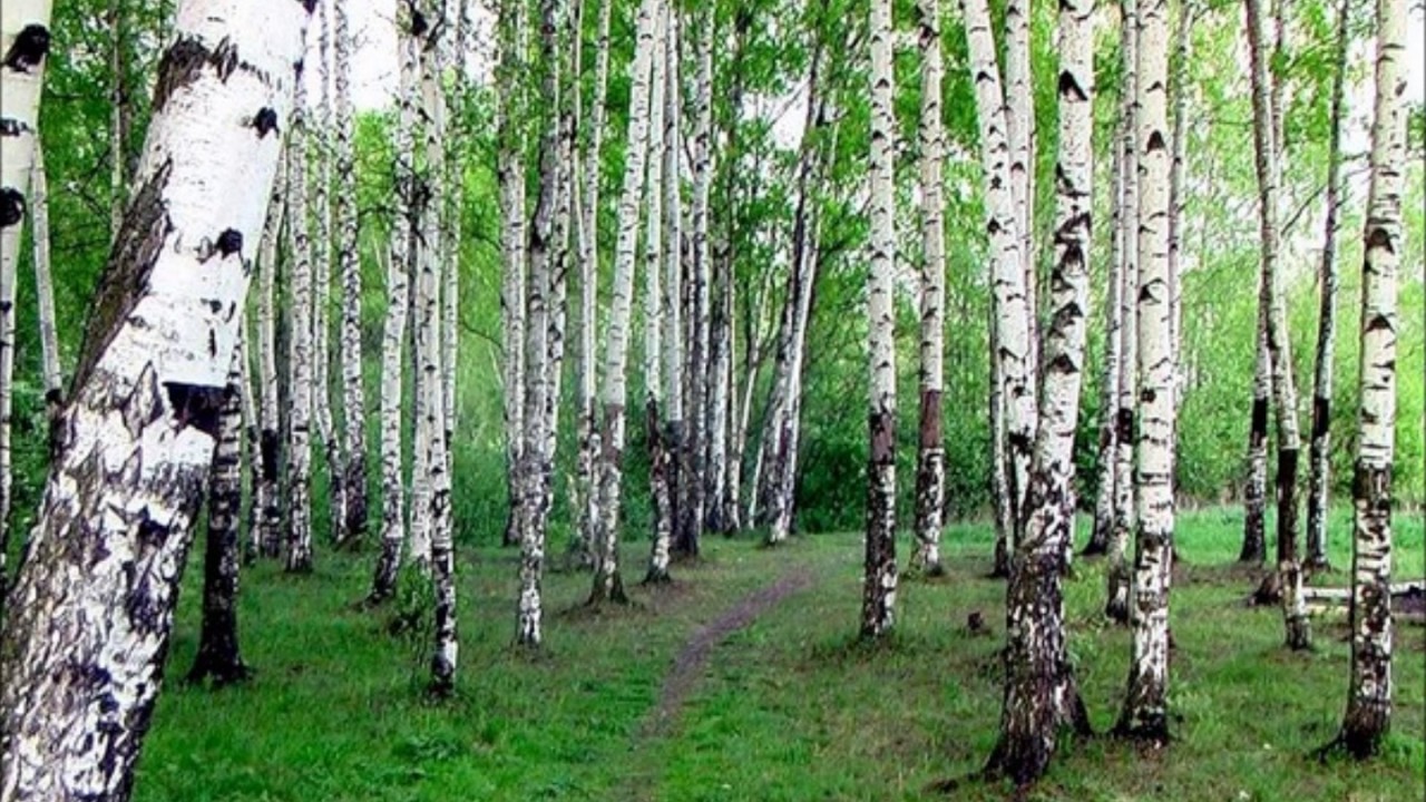 Стихотворение Михаила Мокшина "Я день провел в березовом лесу" - YouTube