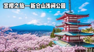 The cherry blossom viewing trip to Mount Fuji ~ the cherry blossom feast in the shallow park of Xin by 行走世界的北京老刘 2,290 views 3 weeks ago 12 minutes, 11 seconds