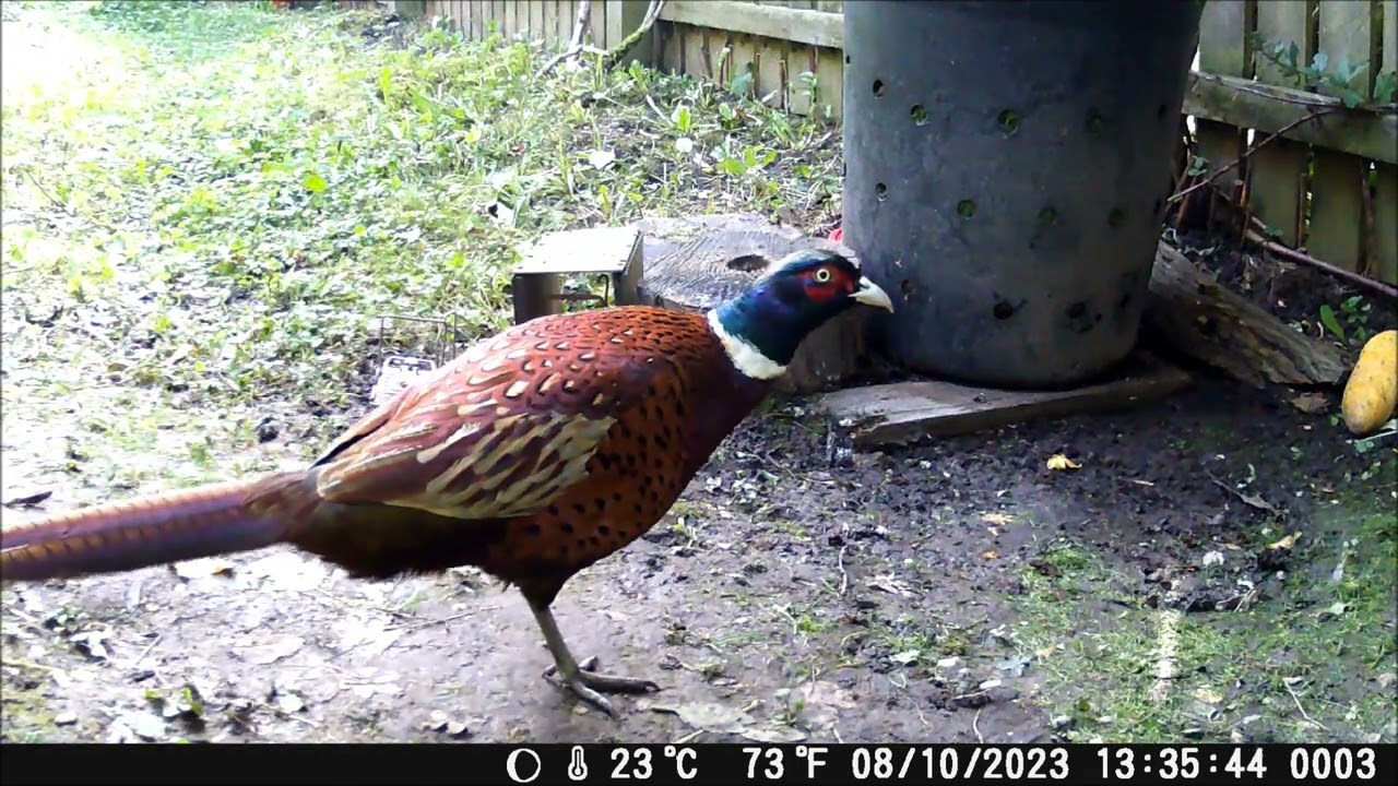 Trail Cam surprise at the compost bin!