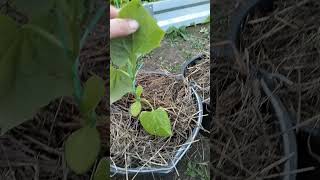 Что с листьями огурцов ? Как с этим бороться ? #рассада#огурцы#вредители#болезнь