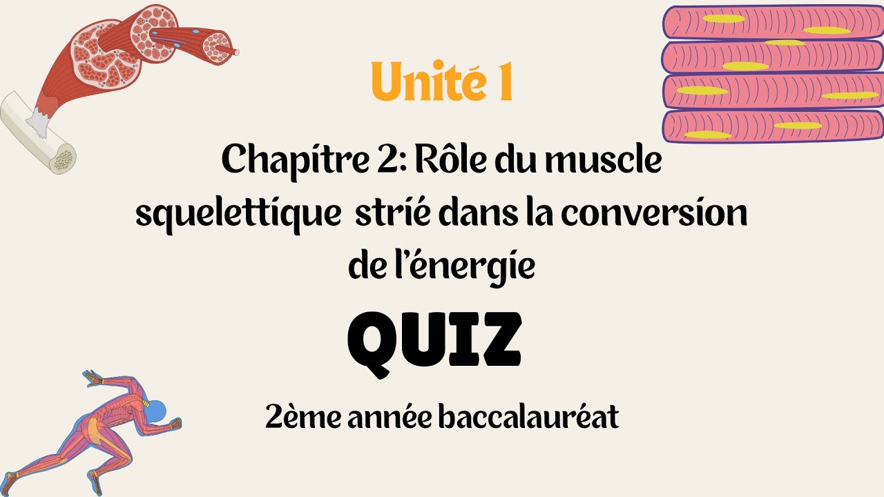 Rôle du muscle squelettique strié dans la conversion de l’énergie 🧠 | QCM corrigés – 2ème Bac Maroc