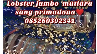 Download Lagu Lobster mutiara❤️raja nya lobster #Lobster #udang MP3 Download Lagu Lobster mutiara❤️raja nya lobster #Lobster #udang MP3