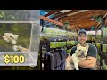 Would You Drive 18 HOURS for Fish That Make You Money? Breeding Guppies in a 10 Gallon Tank
