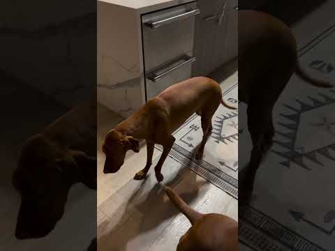 3-year-old Vizsla has signs of lethargy gait all over joint neck stiffness pain the past five months