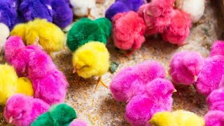 Wadidaw❗Catch Cute Chickens, Rainbow Chickens, Colorful Chickens, Giant Millipedes, Hamsters