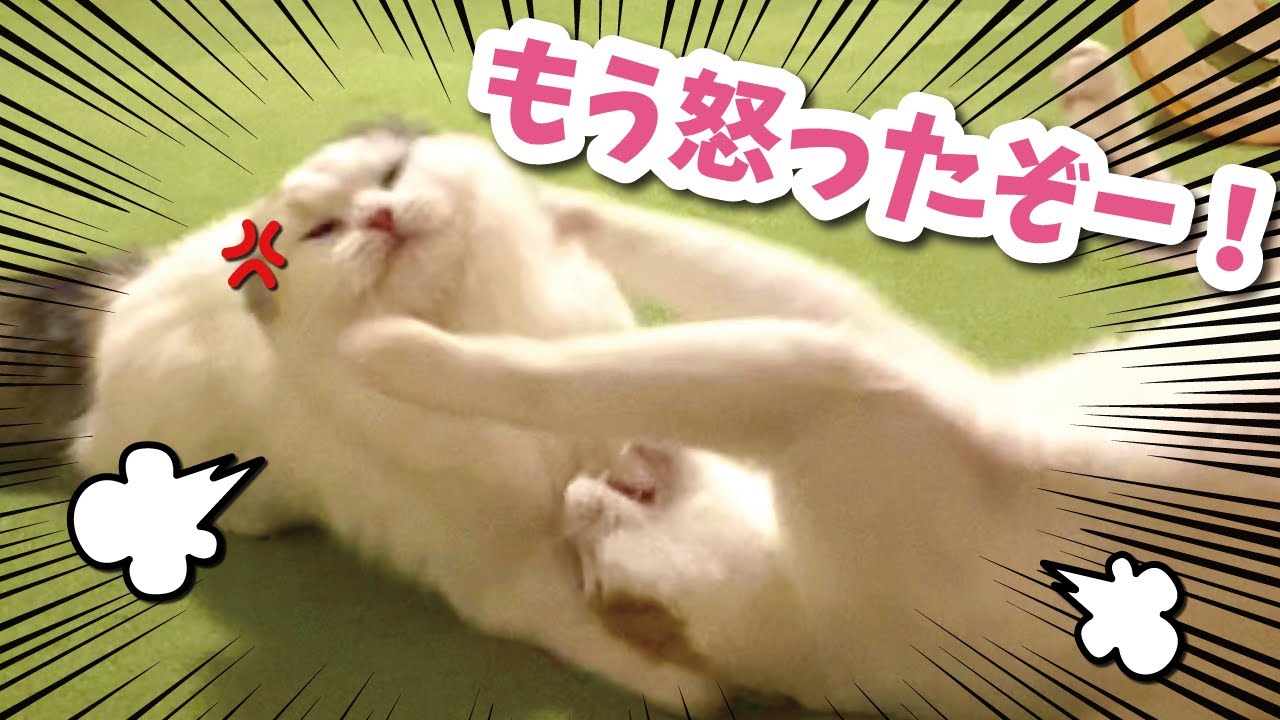 Big fight] Tsukushi and her master have a terrible fight [Talking