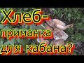 Хлеб как приманка для кабана