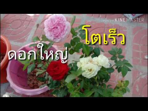 วีดีโอ: การดูแลกุหลาบในกระถาง