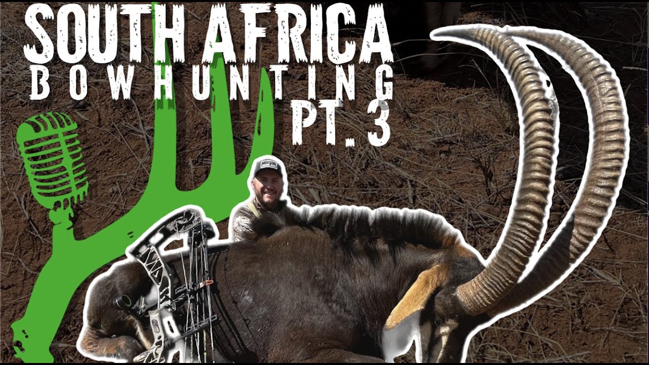 Giant Sable at 12 yards with a bow!