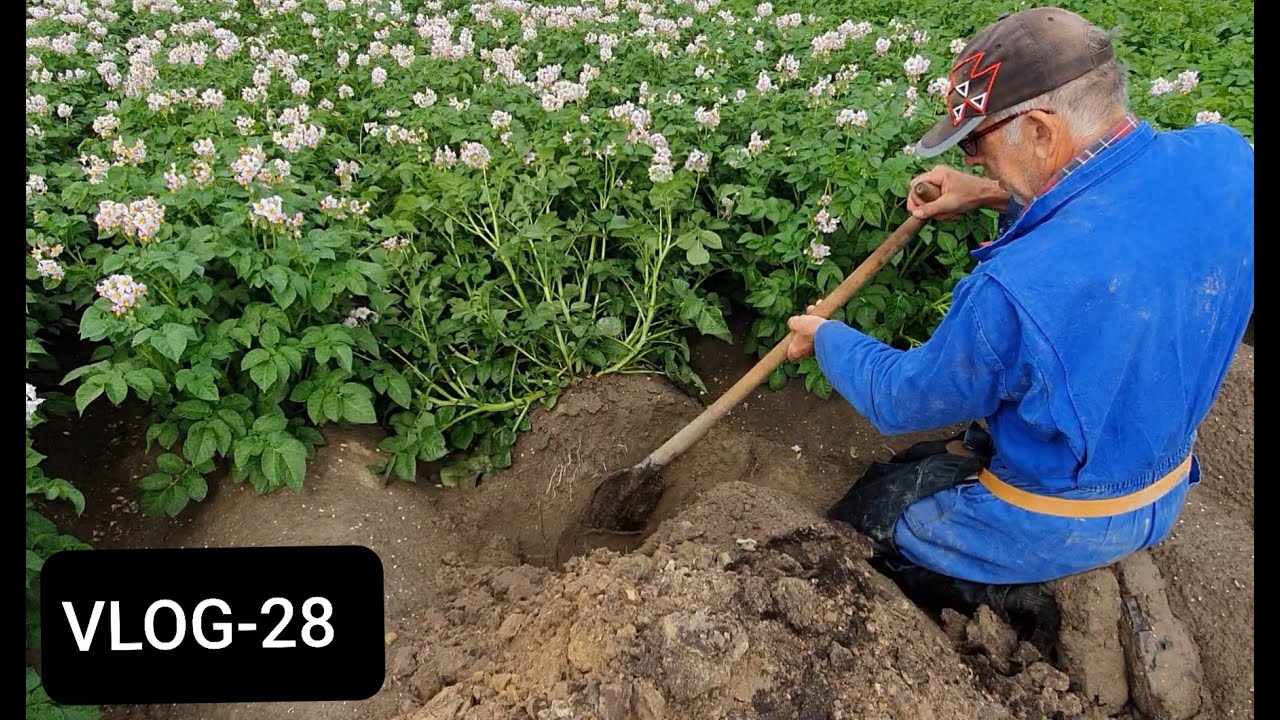 FARMVLOG #28  beworteling van de aardappelen, uien en tarwe.