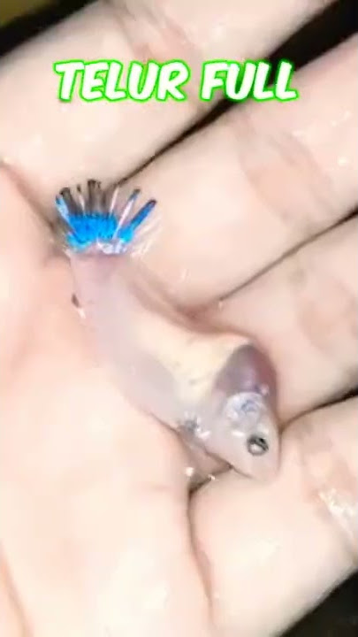 4 Ciri Ikan Cupang Betina Siap kawin