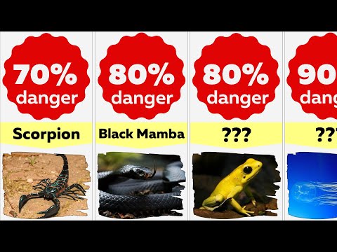 Comparison: Most Dangerous