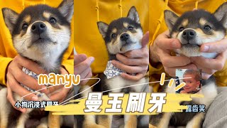 曼玉Manyu第一次刷牙，狗生疑惑！ #柴犬 #豆柴 #抖音 #柴犬可愛い