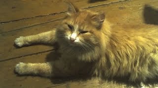 Как мыши кота хоронили Как мыши кота хоронили