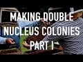 Making Double Nucleus Colonies Part I