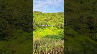 Download Lagu The older I get #countrymusic #relaxing #alanjackson #shorts #soothing #shortsfeed #foryou #country MP3