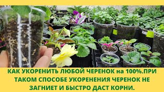 видео: Не можете укоренить черенок? Этот способ для Вас.Черенок не вянет не гниет а быстро 100% дает корни. картинка: Не можете укоренить черенок? Этот способ для Вас.Черенок не вянет не гниет а быстро 100% дает корни.