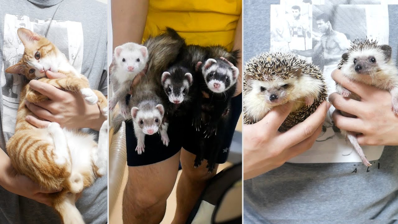 고양이 1마리, 페럿 4마리, 고슴도치 2마리 집사의 하루