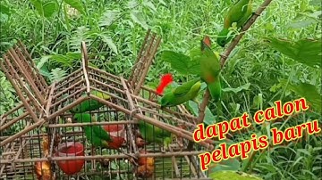 DAPAT CALON PELAPIS BARU SAAT MENJEBAK BURUNG SERINDIT MENGGUNAKAN SANGR PIKAT !! BIRD TRAP