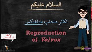 reproduction of Volvox (تكاثر طحلب فولفوكس)