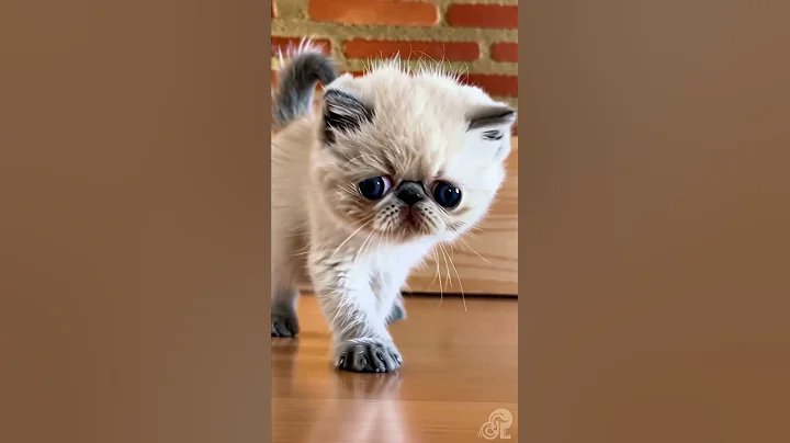 Video 11309761: exotic shorthair kitten blue, cute exotic shorthair kitten, shorthair kitten first, kittens cute blue eyes, little exotic, kittens pure