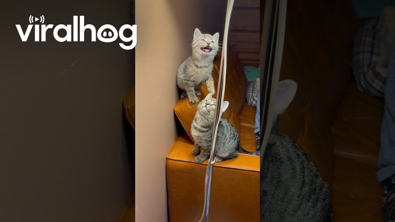Adorable Trio of Kittens Transfixed by Fly || ViralHog