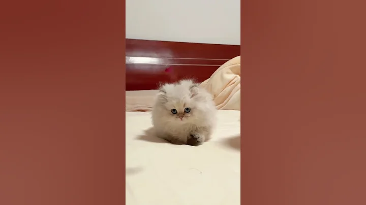 Video 7920361: pets kitten dance, funny pets animals kittens, kittens funny cute pet, cat funny dance