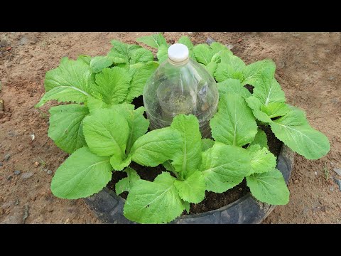 How to Grow vegetable in old tires for small garden | Growing vegetable from seeds