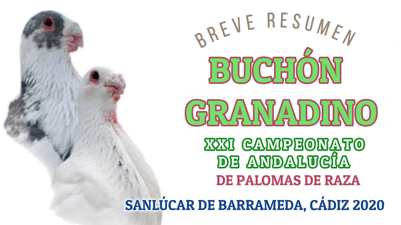 Buchón Granadino Campeonato Andalucía 2020
