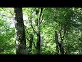 森の朝 乗鞍高原LP : 旅の音景色