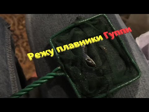 Видео: Как да запазим гупи