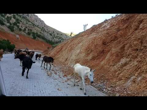 Nemrut yolunda katır sürüsü