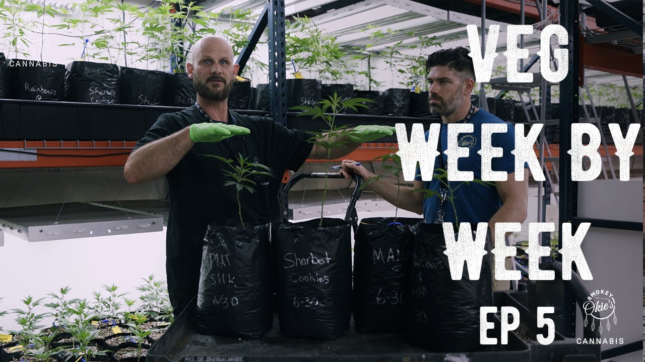 Pruning your plants during Vegetative stage | Week-by-Week in Veg, Ep. 5