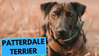 Patterdale Terrier  TOP 10 Interesting Facts