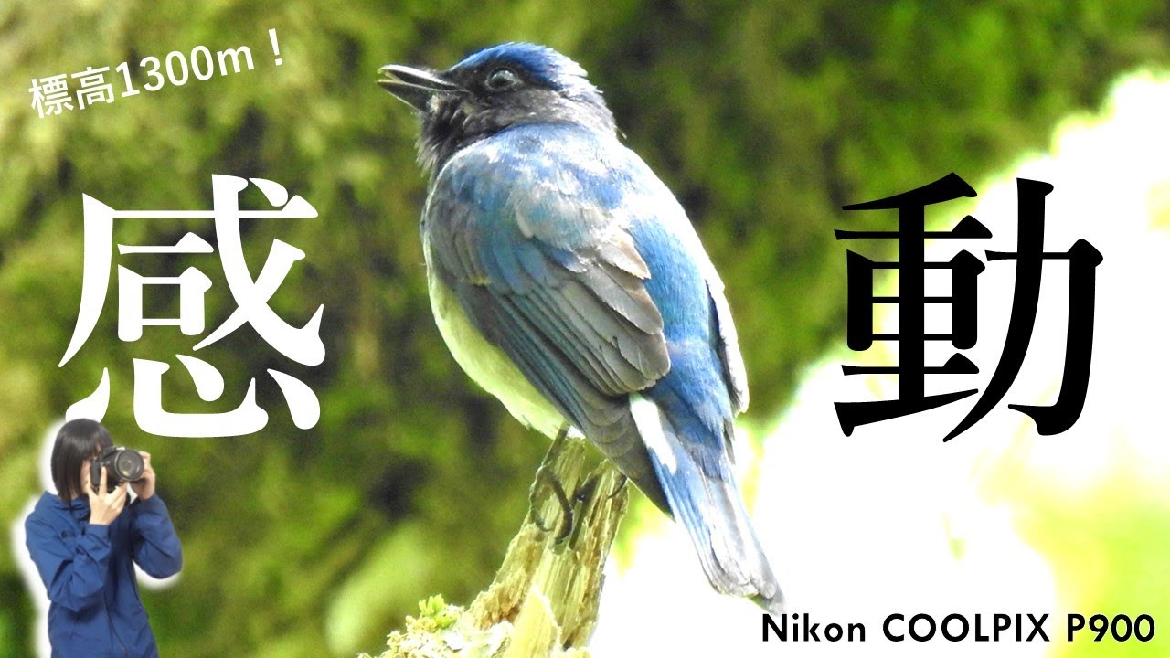 感動！美しすぎるオオルリのさえずり。山の鳥4種《コンデジ野鳥観察