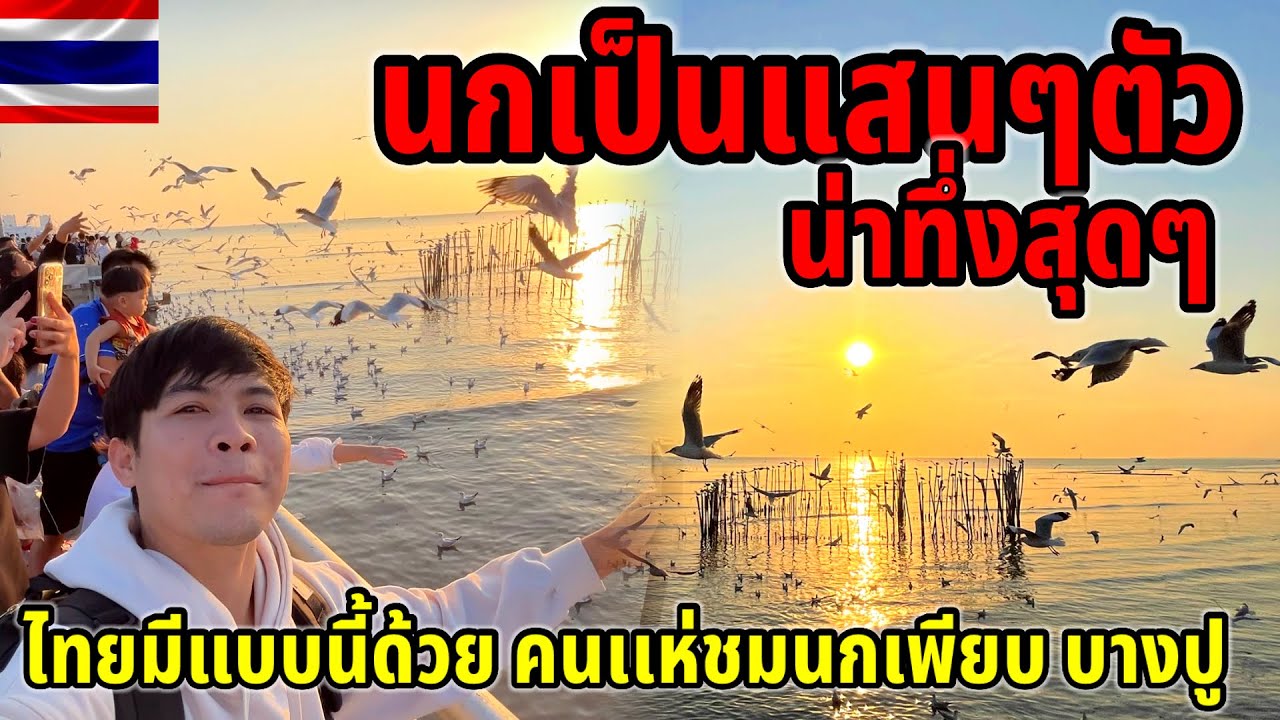 น่าทึ่งสุดๆไม่คิดว่าจะขนาดนี้ นกนางนวลเป็นแสนๆตัวไทยมีแบบนี้ด้วย ทั้งคนไทยทั้งต่างชาติเเห่มาชมเพียบ