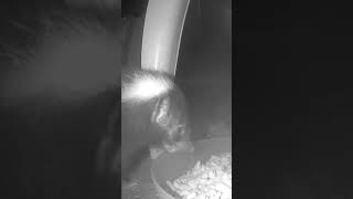 Barney Munches Kibbles In The Banana Cabana