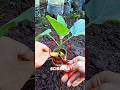 New Eggplant Plant Cultivation Technique🌱🍆#farming
