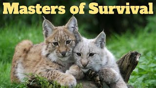 Ninja Cats of North America: A Wild Discovery! #video #nature #animals