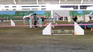 Ruby - Jumpers, 1st Place - USDAA Dog Agility - Pomona, CA 02/13/11