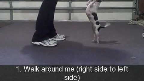 Training a Simple Behavior Chain - Backward Chaining