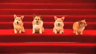 Corgis Singing Happy Birthday (Sir Ver.)